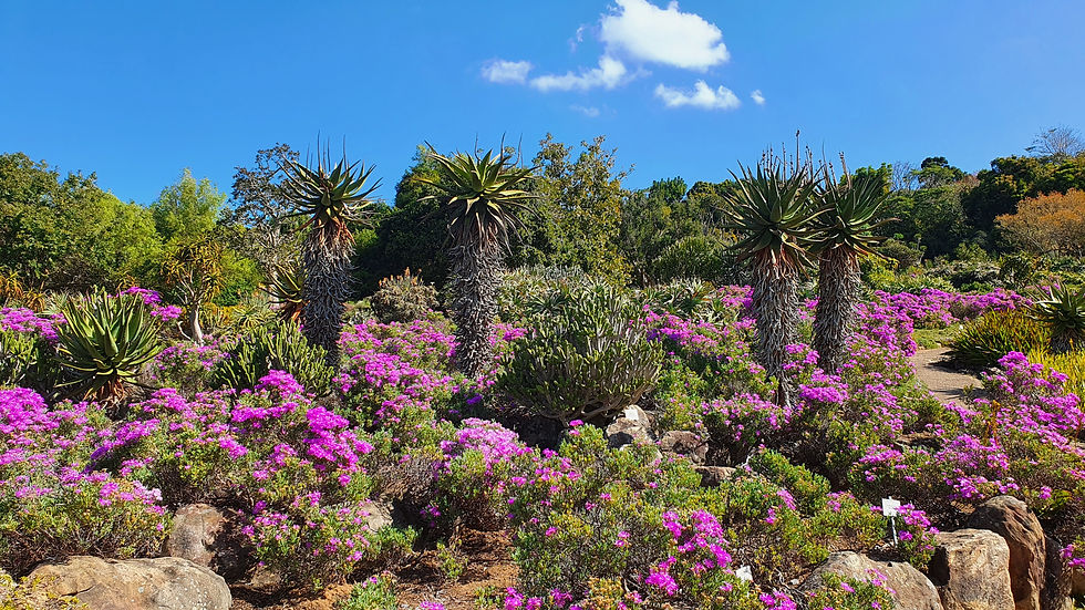 Bloemen in bloei in Kirstenbosch National Botanical Garden