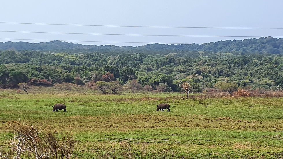 Neushoorns gespot vanuit de auto