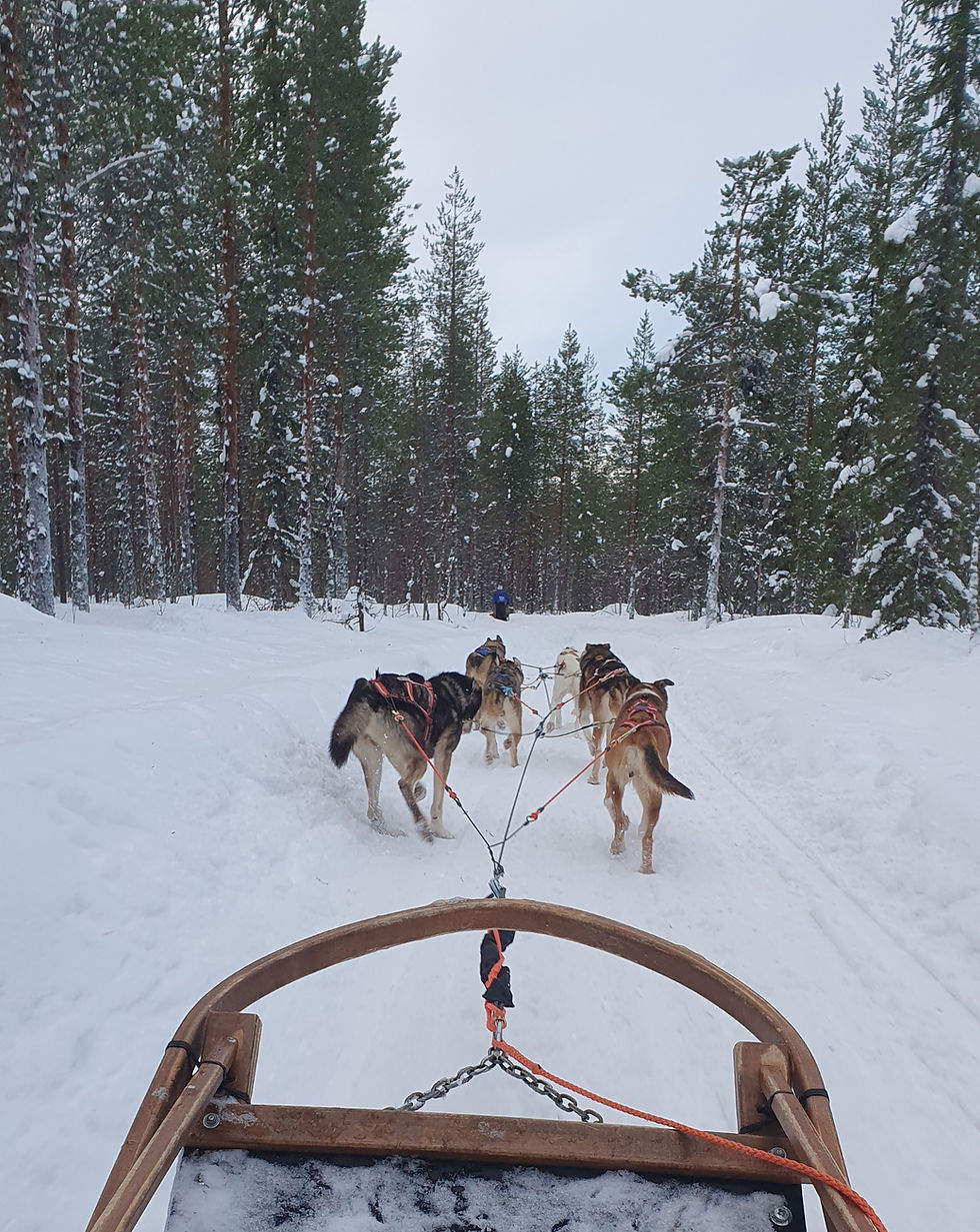 Huskysafari in Levi