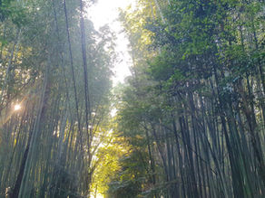 Het bamboebos van Arashiyama, Kyoto