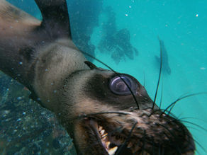 Kop van een zeehond heel dichtbij tijdens het snorkelen in Plettenberg Bay.
