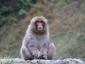 Een zittende aap in het Jigokudani Monkey Park