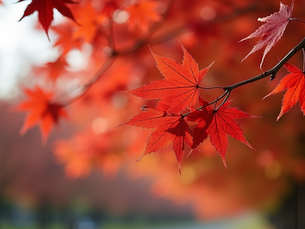 Exploring Local Plants: Trees and Shrubs for Pittsburgh
