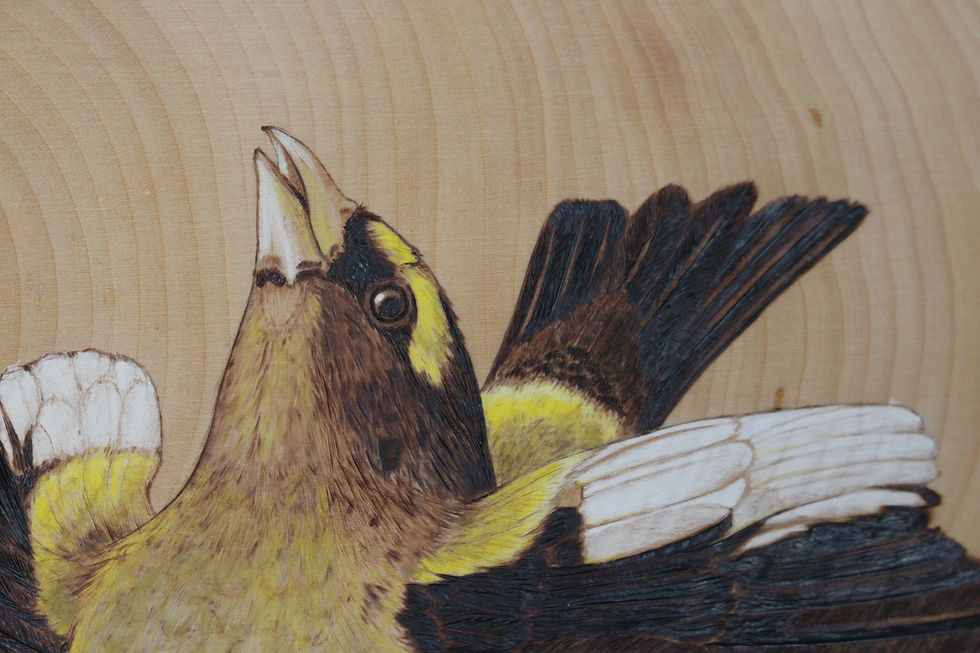 Thumbnail: Evening Grosbeaks Courtship