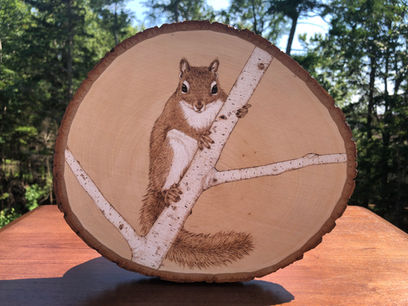 curious squirrel