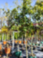 Szkółka krzewów ozdobnych duże drzewa