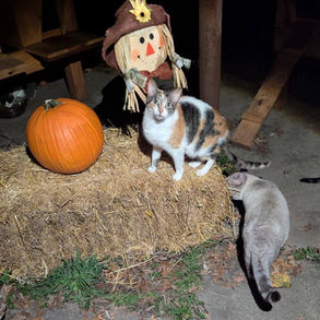 Meow-o-ween at the Sanctuary: A Night in the Life of a Very Happy Cat 🎃🐾