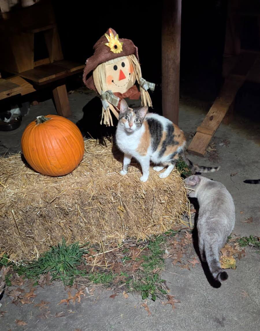 Meow-o-ween at the Sanctuary: A Night in the Life of a Very Happy Cat 🎃🐾