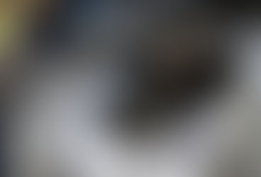 From Garage to Good Hands: A Kitten Rescue Story