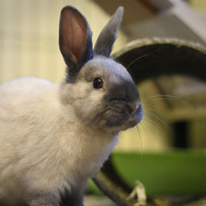 Honoring Rabbits for National Bunny Day