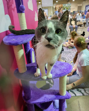 POP Cats™ Recap: Paws, Purrs, and a Whole Lot of Purple