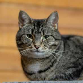 Liquor the Lovable Licker