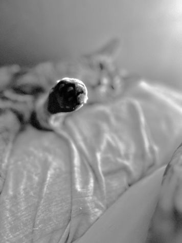 Saying Goodbye to Kiki: A Final, Unexpected Farewell