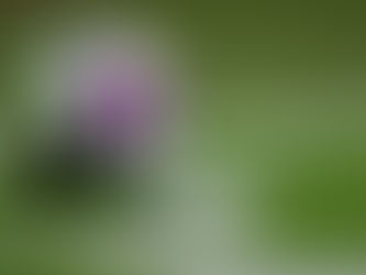 FREDS PRE-SEASON TOURNAMENT