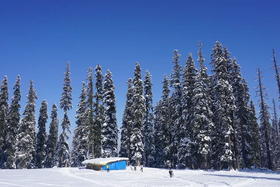 年間の降水量が多いカシミールでは、冬は良質な雪が降り積もります。