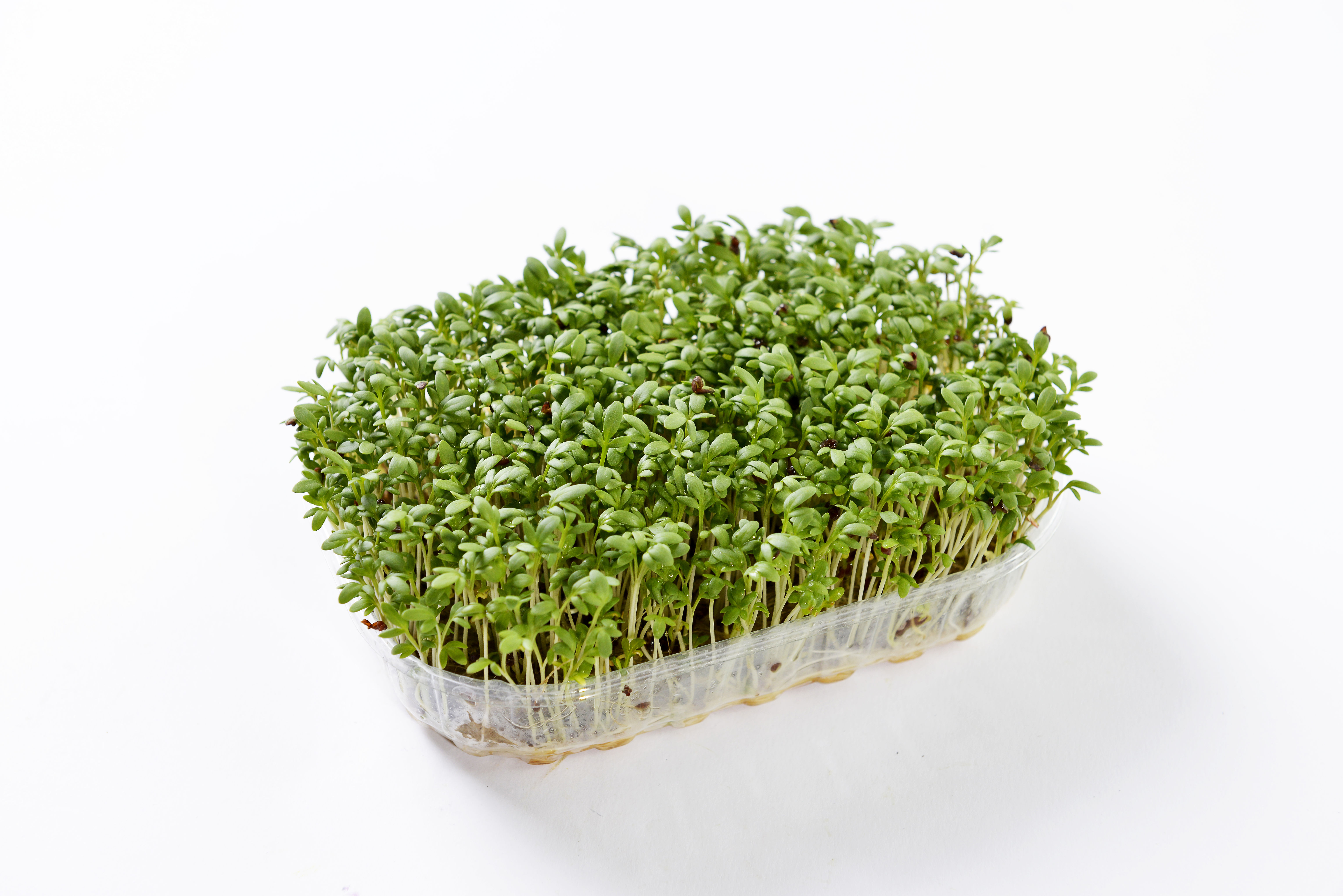 Crescione da giardino