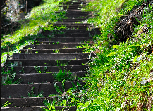 Wild verwachsene Treppen, die symbolisieren, wie der Aufstieg manchmal getarnt sein kann.