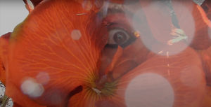 Orchid Eye.jpeg