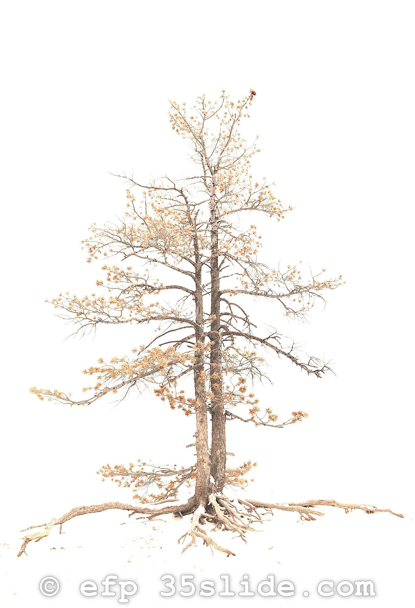 Shallow-Rooted Pines, UT USA