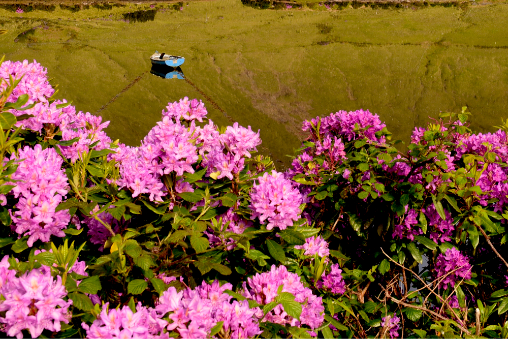 Springtime in Killary Harbor, Ireland