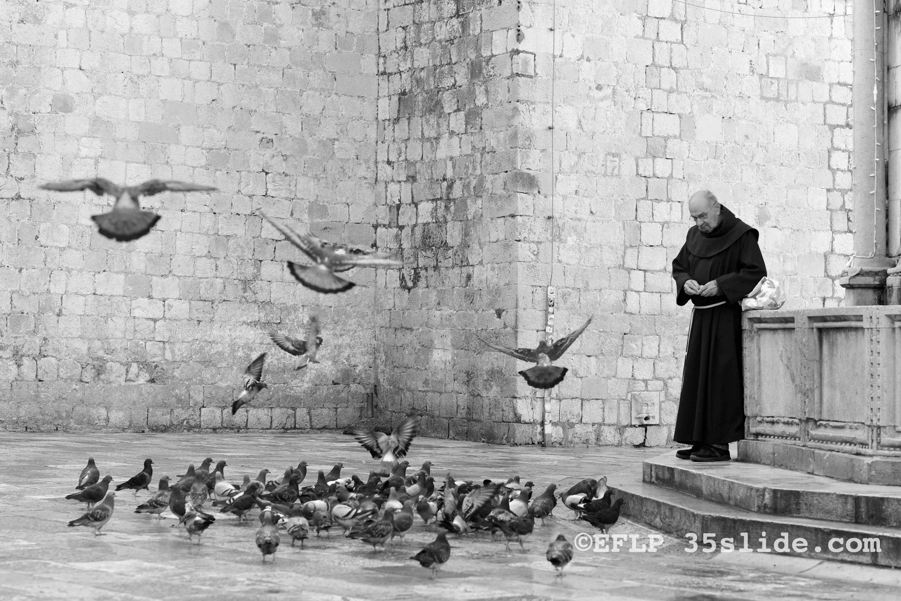 Feeding The Flock, Croatia