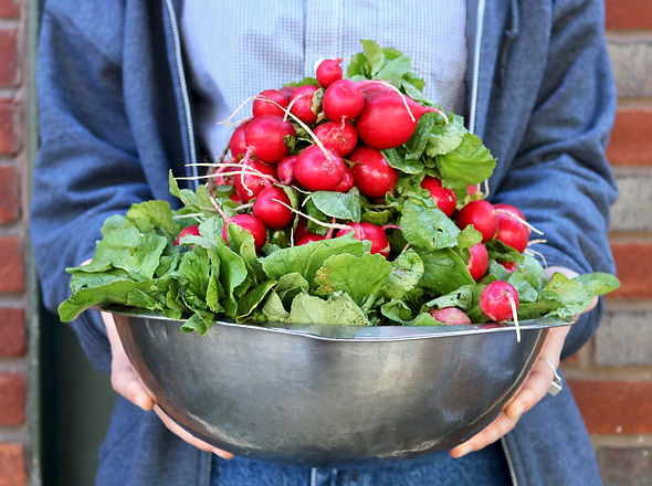 Fresh Radishes