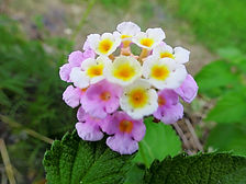 健康道場の庭の花
