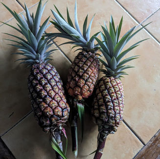 Harvesting some pineapples
