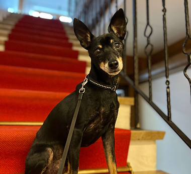 Haftpflichtversicherung für Hunde.JPG