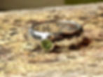 engraved Peridot ring in Hammered silver