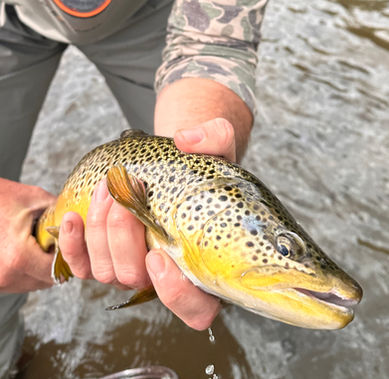 wild brown trout