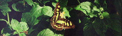 IMG_7433.jpg