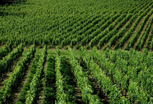Les vignes