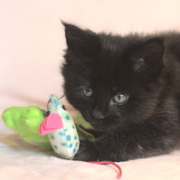 Lilith Ebony Paws