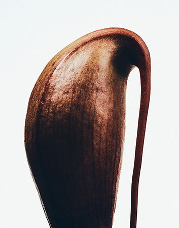 PITCHER_PLANT_IG.jpg
