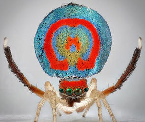 Arañas del paraíso: el asombroso mundo de las arañas que María Fernanda Cardoso trajo a la BOG25