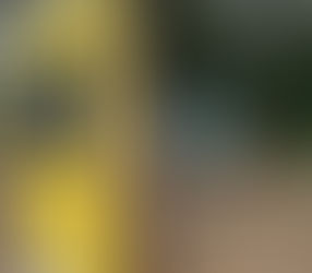 Bajo el concepto curatorial 'Disruptivo - Nexus: IA / Arte / Humano / Naturaleza en flujo' el Salón de Artistas Quindianos recibe la participación de 27 artistas, la Plazoleta de la Quindianidad se une a la exhibición de 14 obras en espacio público.