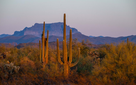 Last sunset light on two saguaro cacti. Purple mountains behind.