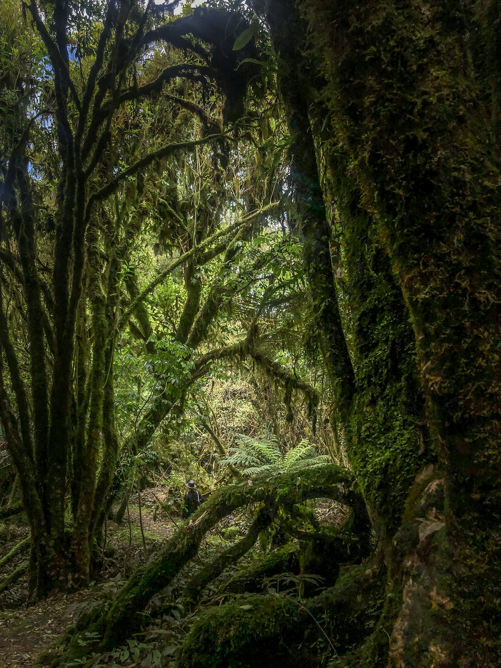 Forest.JPG