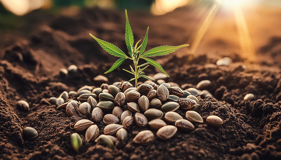Firefly Create a picture from several hemp seeds on the ground without hemp plants 26240.j
