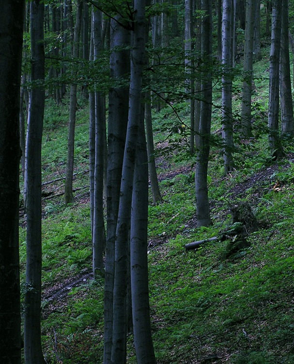 Forest_edited