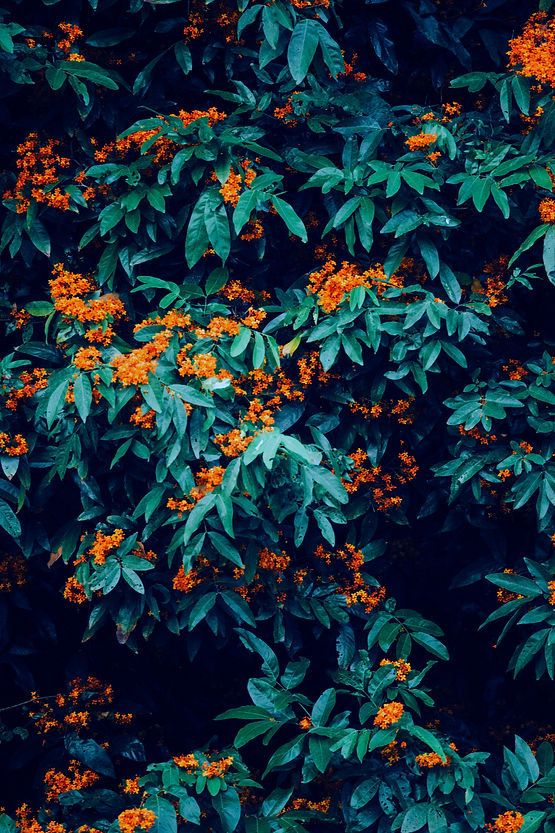 plant with orange flowers