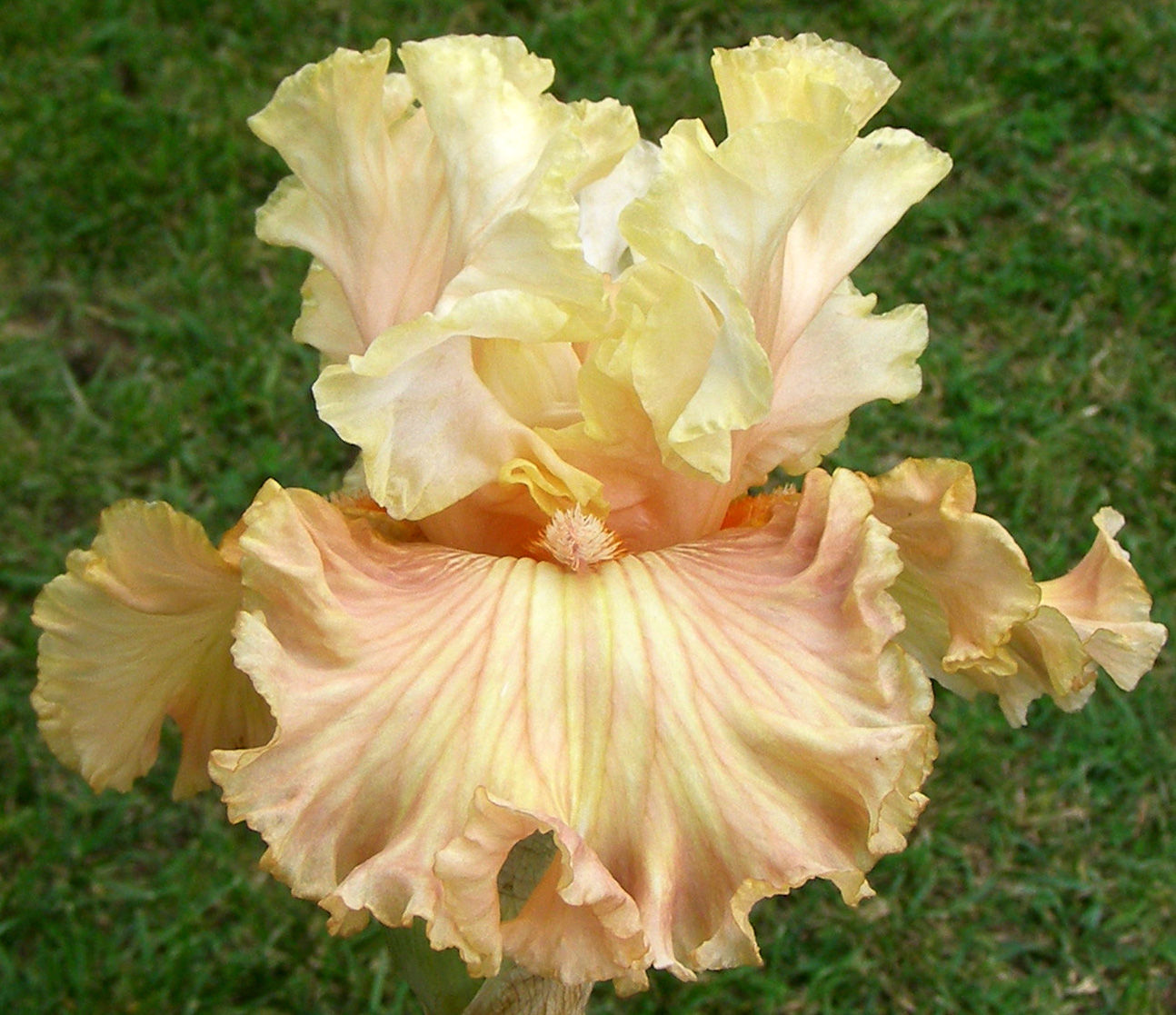 AUSTRALIAN ROSE
