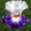GYPSY LORD