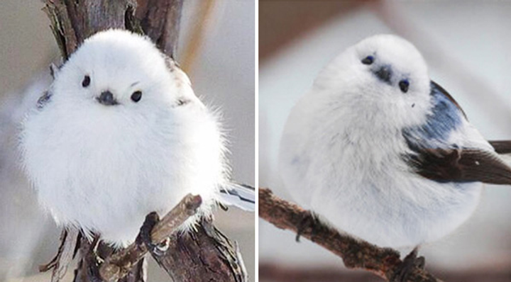 The Tyrant's Tranquilizer Scan Vf The Tyrant's Tranquilizer Chapter 3