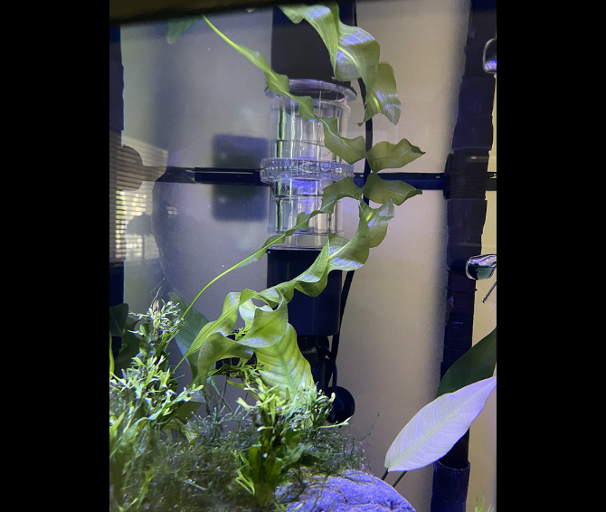 Black Hole Skimmer & Suction Mount
