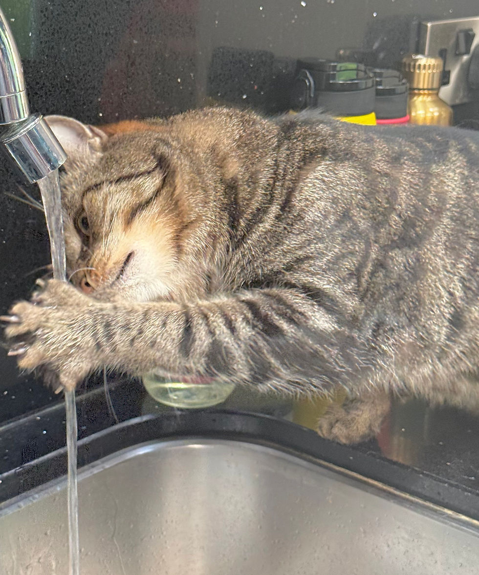 Cat Sitter Harrogate