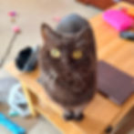 Cat Sitter Harrogate