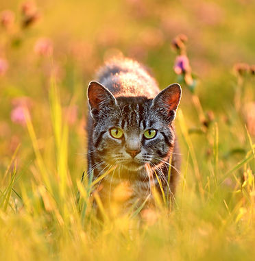 Cat Sitter Harrogate