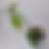 Thumbnail: Hoya versteegii 